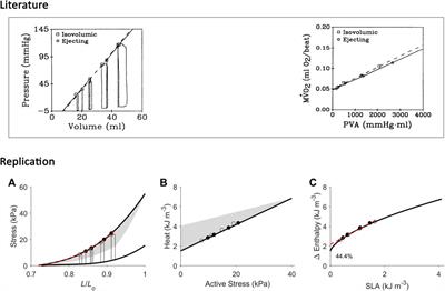 Resolving an inconsistency in the estimation of the energy for excitation of cardiac muscle contraction